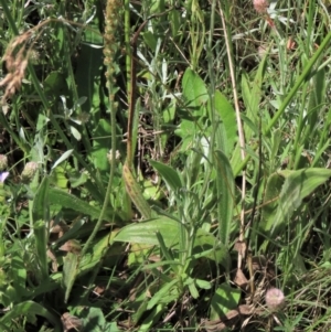 Plantago varia at Dry Plain, NSW - 15 Jan 2022