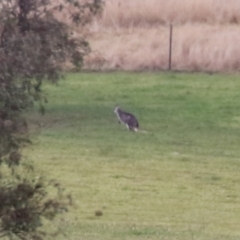 Osphranter robustus (Wallaroo) at Paddys River, ACT - 27 Jun 2023 by RodDeb