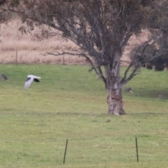 Osphranter robustus robustus at Paddys River, ACT - 27 Jun 2023