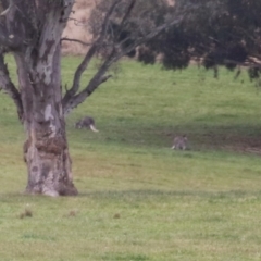 Osphranter robustus robustus at Paddys River, ACT - 27 Jun 2023 12:24 PM