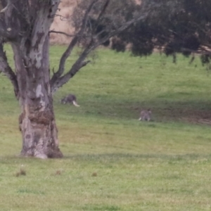 Osphranter robustus robustus at Paddys River, ACT - 27 Jun 2023