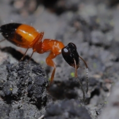 Opisthopsis sp. (genus) at Ormiston, QLD - 1 Jul 2023 10:50 AM