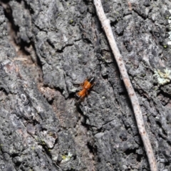 Opisthopsis sp. (genus) at Ormiston, QLD - 1 Jul 2023 10:50 AM