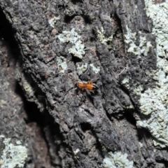 Opisthopsis sp. (genus) at Ormiston, QLD - 1 Jul 2023 10:50 AM