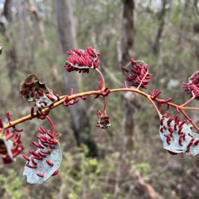 Apiomorpha sp. (genus) (A gall forming scale) at Burrinjuck, NSW - 1 Jul 2023 by Sonya_Duus