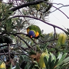 Trichoglossus moluccanus (Rainbow Lorikeet) at Nelson Bay, NSW - 1 Jul 2023 by trevorpreston