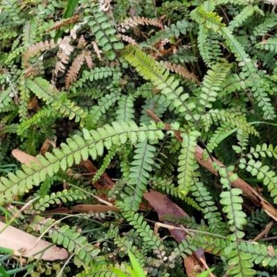 Adiantum hispidulum var. hispidulum (Rough Maidenhair) at Nelson Bay, NSW - 2 Jul 2023 by trevorpreston