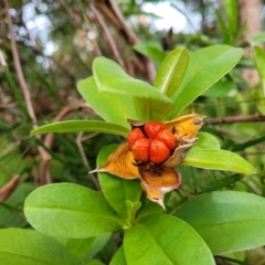 Hibbertia scandens (Climbing Guinea Flower) at Nelson Bay, NSW - 1 Jul 2023 by trevorpreston