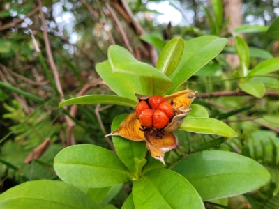 Hibbertia scandens (Climbing Guinea Flower) at Nelson Bay, NSW - 1 Jul 2023 by trevorpreston