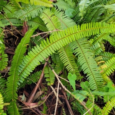 Nephrolepis cordifolia (Fishbone Fern) at Nelson Bay, NSW - 2 Jul 2023 by trevorpreston