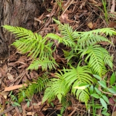 Unidentified Fern or Clubmoss at Nelson Bay, NSW - 1 Jul 2023 by trevorpreston