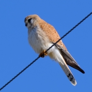 Falco cenchroides at Wallaroo, NSW - 2 Jul 2023 11:13 AM