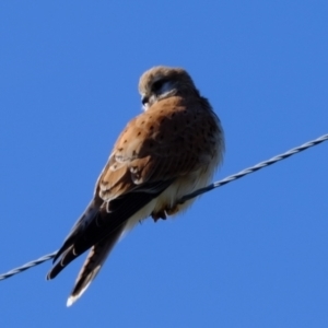 Falco cenchroides at Wallaroo, NSW - 2 Jul 2023 11:13 AM