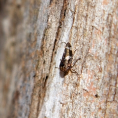 Eurymeloides adspersa (Gumtree hopper) at Higgins, ACT - 1 Jul 2023 by MichaelWenke