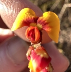 Dillwynia phylicoides (A Parrot-pea) at Cook, ACT - 2 Jul 2023 by lbradley