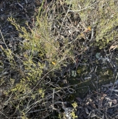 Dillwynia phylicoides at Cook, ACT - 2 Jul 2023 03:22 PM