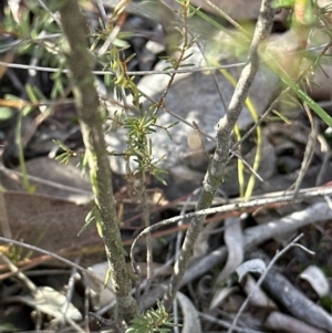 Dillwynia phylicoides at Cook, ACT - 2 Jul 2023 03:22 PM