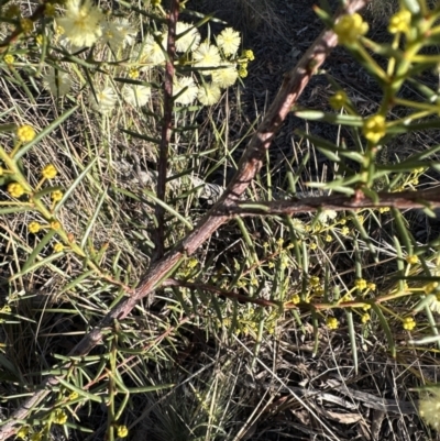 Acacia genistifolia (Early Wattle) at Cook, ACT - 2 Jul 2023 by lbradley