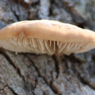 Unidentified Shelf-like to hoof-like & usually on wood at West Wodonga, VIC - 2 Jul 2023 by KylieWaldon