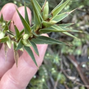 Melichrus urceolatus at Aranda, ACT - 2 Jul 2023