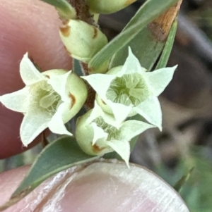 Melichrus urceolatus at Aranda, ACT - 2 Jul 2023