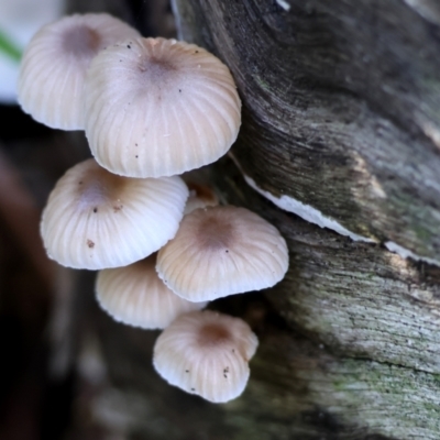Unidentified Cap on a stem; gills below cap [mushrooms or mushroom-like] at West Wodonga, VIC - 2 Jul 2023 by KylieWaldon