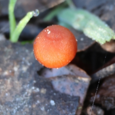Unidentified Cap on a stem; gills below cap [mushrooms or mushroom-like] at West Wodonga, VIC - 2 Jul 2023 by KylieWaldon
