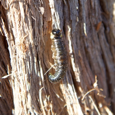 Pergidae sp. (family) (Unidentified Sawfly) at Higgins, ACT - 1 Jul 2023 by Trevor