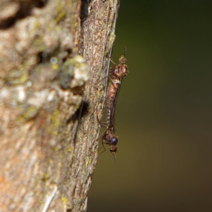 Sylvicola dubius at Higgins, ACT - 2 Jul 2023