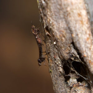 Sylvicola dubius at Higgins, ACT - 2 Jul 2023