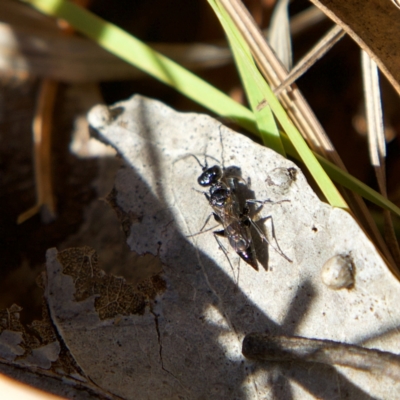 Ampulicidae (family) (Cockroach Wasp) at Higgins, ACT - 2 Jul 2023 by Trevor