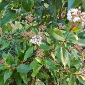 Viburnum tinus at Farrer, ACT - 2 Jul 2023