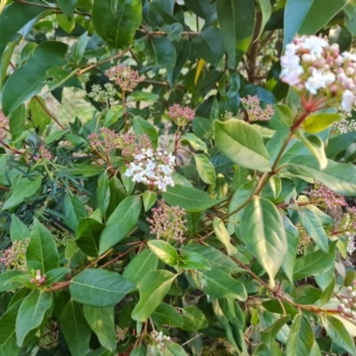 Viburnum tinus (Laurustinus) at Farrer, ACT - 2 Jul 2023 by Mike