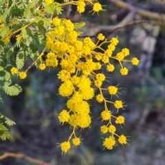 Acacia baileyana x Acacia decurrens (Cootamundra Wattle x Green Wattle (Hybrid)) at Farrer, ACT - 2 Jul 2023 by Mike