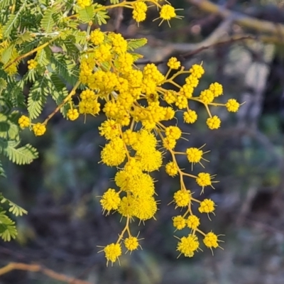 Acacia baileyana x Acacia decurrens (Cootamundra Wattle x Green Wattle (Hybrid)) at Farrer, ACT - 2 Jul 2023 by Mike