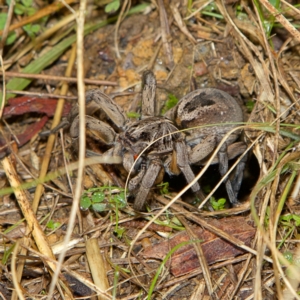 Tasmanicosa sp. (genus) at Higgins, ACT - 2 Jul 2023