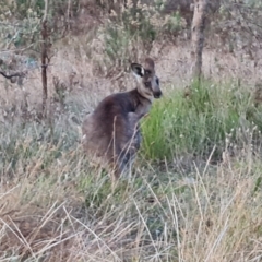 Macropus giganteus (Eastern Grey Kangaroo) at Farrer, ACT - 2 Jul 2023 by Mike
