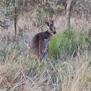 Macropus giganteus at Farrer, ACT - 2 Jul 2023