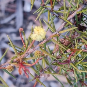 Acacia ulicifolia at Farrer, ACT - 2 Jul 2023