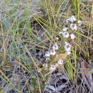 Leucopogon attenuatus at Farrer, ACT - 2 Jul 2023