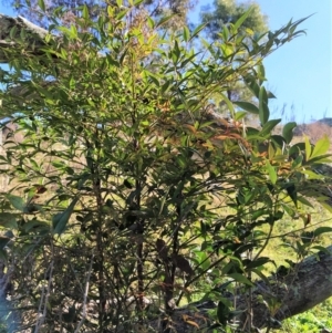 Nandina domestica at Fadden, ACT - 2 Jul 2023