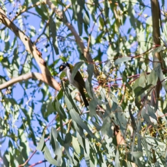 Melithreptus lunatus (White-naped Honeyeater) at Higgins, ACT - 2 Jul 2023 by MichaelWenke