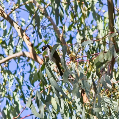 Melithreptus lunatus (White-naped Honeyeater) at Higgins Woodland - 2 Jul 2023 by MichaelWenke