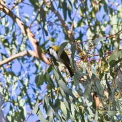 Melithreptus lunatus at Higgins, ACT - 2 Jul 2023