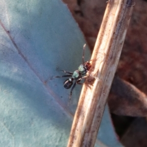 Rhytidoponera aspera at Deakin, ACT - 2 Jul 2023