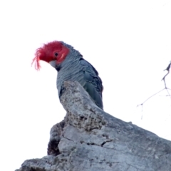 Callocephalon fimbriatum (Gang-gang Cockatoo) at Deakin, ACT - 2 Jul 2023 by LisaH