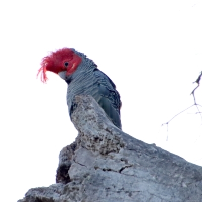 Callocephalon fimbriatum (Gang-gang Cockatoo) at Deakin, ACT - 2 Jul 2023 by LisaH