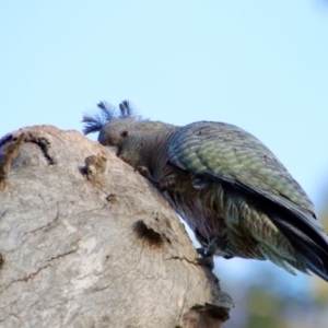 Callocephalon fimbriatum at Deakin, ACT - 2 Jul 2023