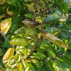 Ligustrum lucidum (Large-leaved Privet) at Fadden, ACT - 2 Jul 2023 by KumikoCallaway