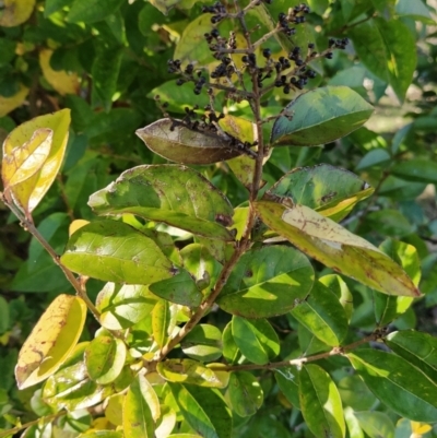 Ligustrum lucidum (Large-leaved Privet) at Fadden, ACT - 2 Jul 2023 by KumikoCallaway